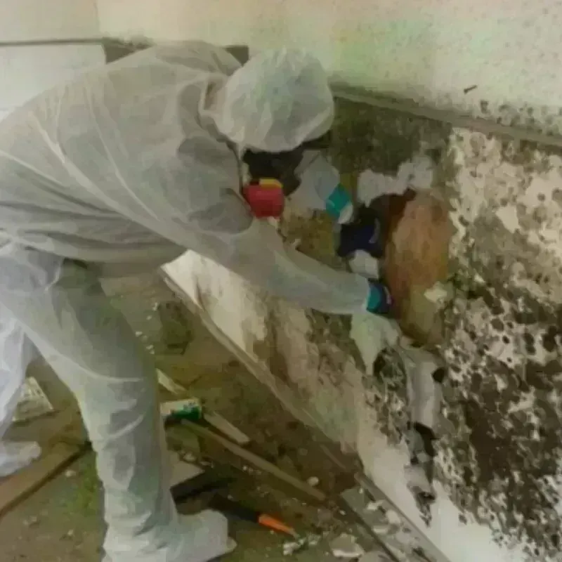 Mold Remediation and Removal in Milliken, CO